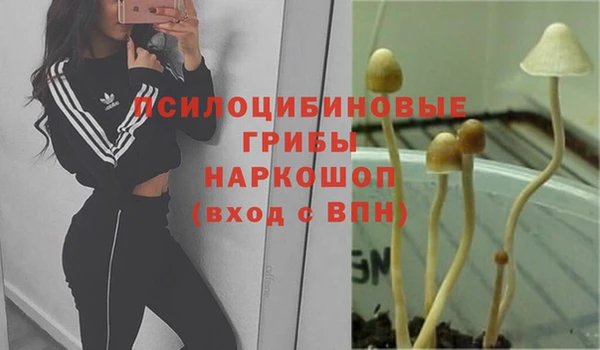 гашик Зеленокумск