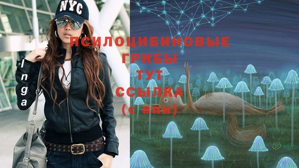 гашик Зеленокумск